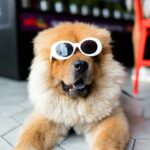 chien avec des lunettes