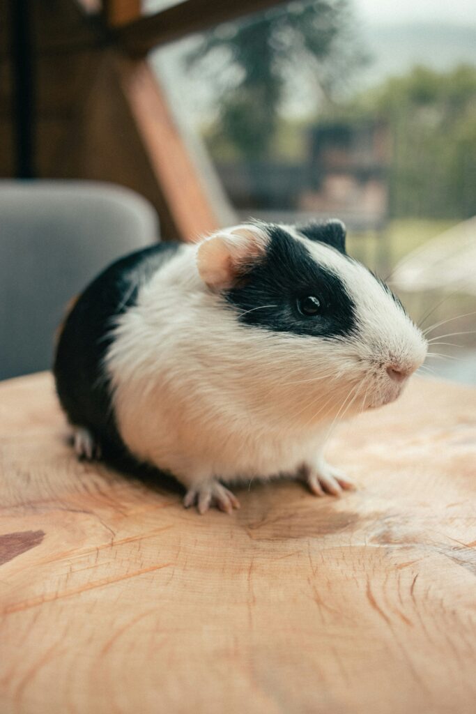 hamster sur une table