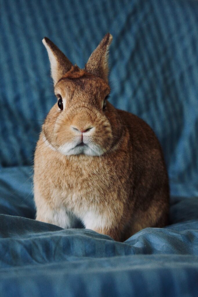 lapin avec un regard tendu