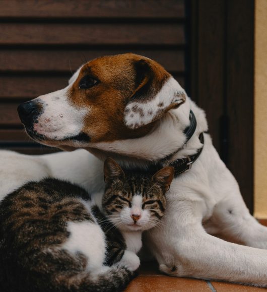 chat qui dort avec un chien