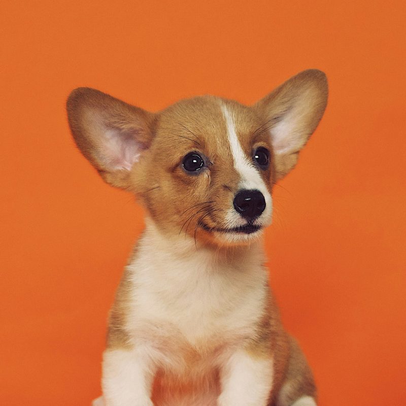 chien cute devant un fond orange