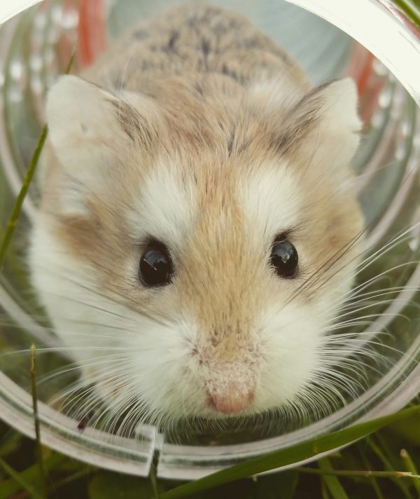 hamster dans un jouet